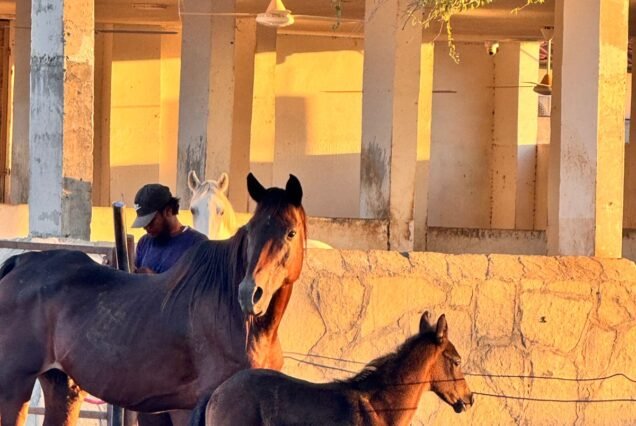Sunset Beach Horse Riding Tour